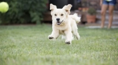 Kutya az országban. Hogyan lehet elkerülni a menekülést?